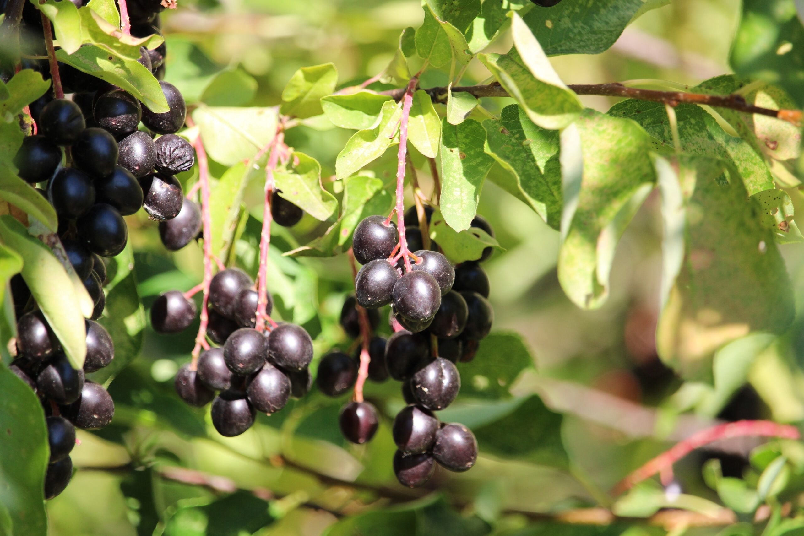 Berry Pudding Northern Cheyennes Make Chokecherry Pudding First Nations Development Institute Berry Pudding Northern Cheyennes Make Chokecherry Pudding First Nations Development Institute