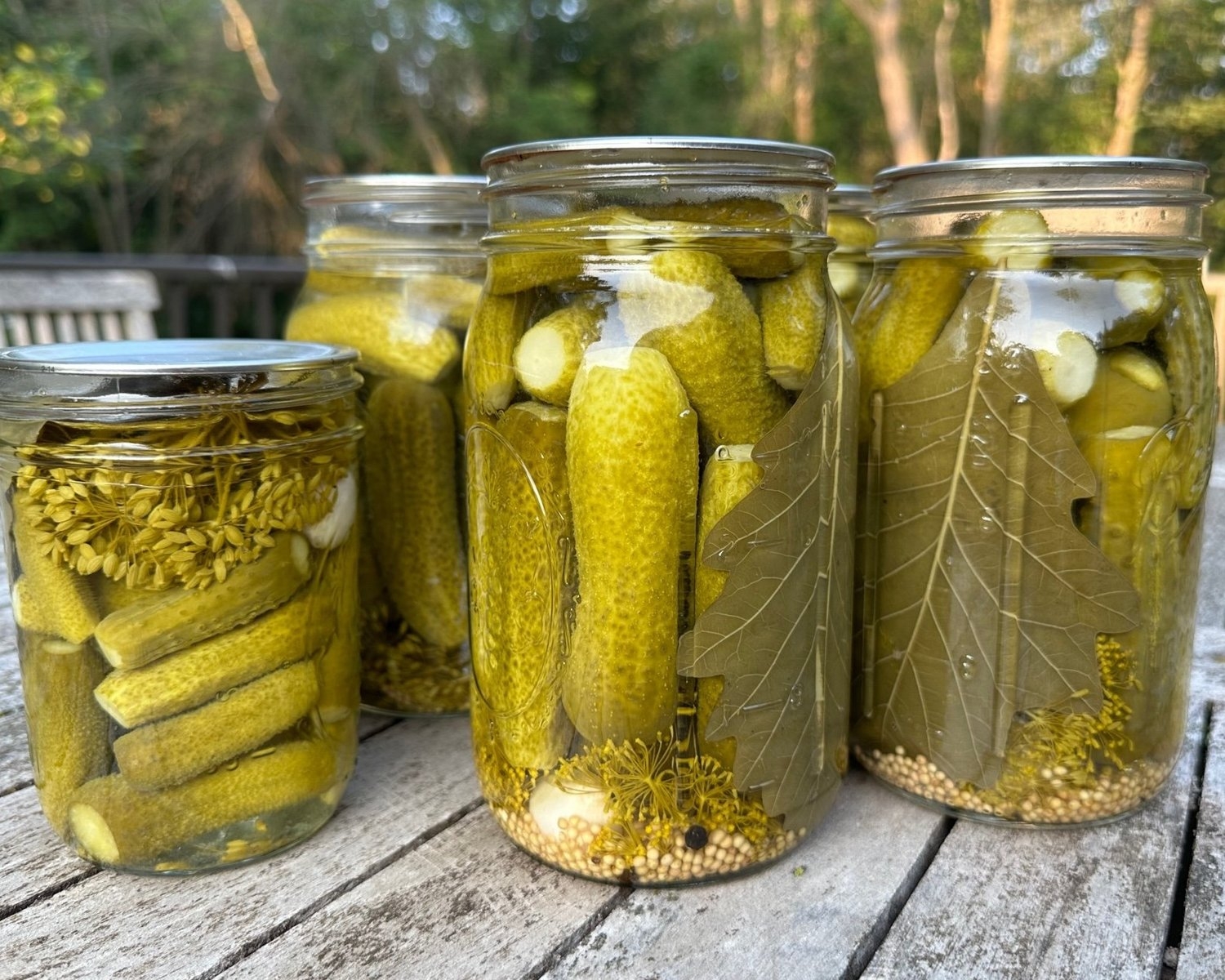Crunchy Dill Pickles Seed To Fork