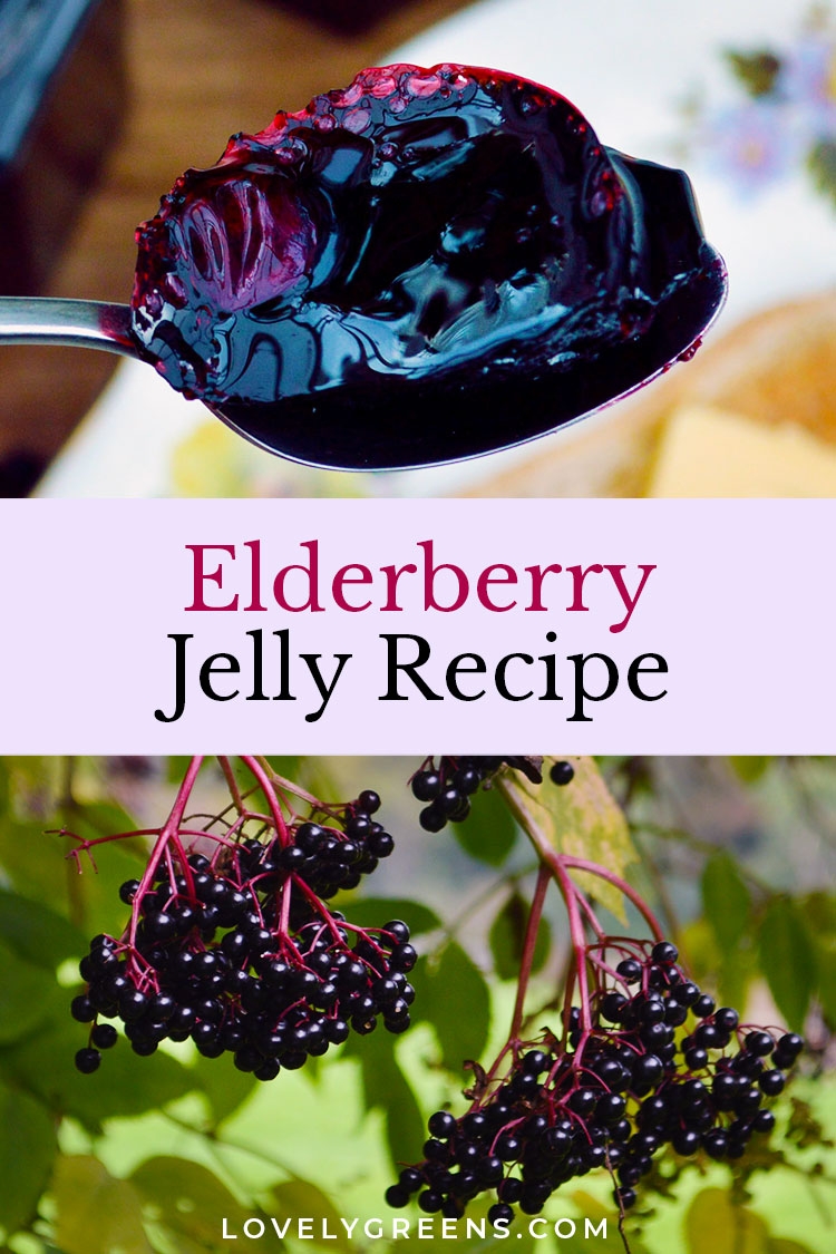 Easy Elderberry Jelly Recipe No Added Pectin Lovely Greens