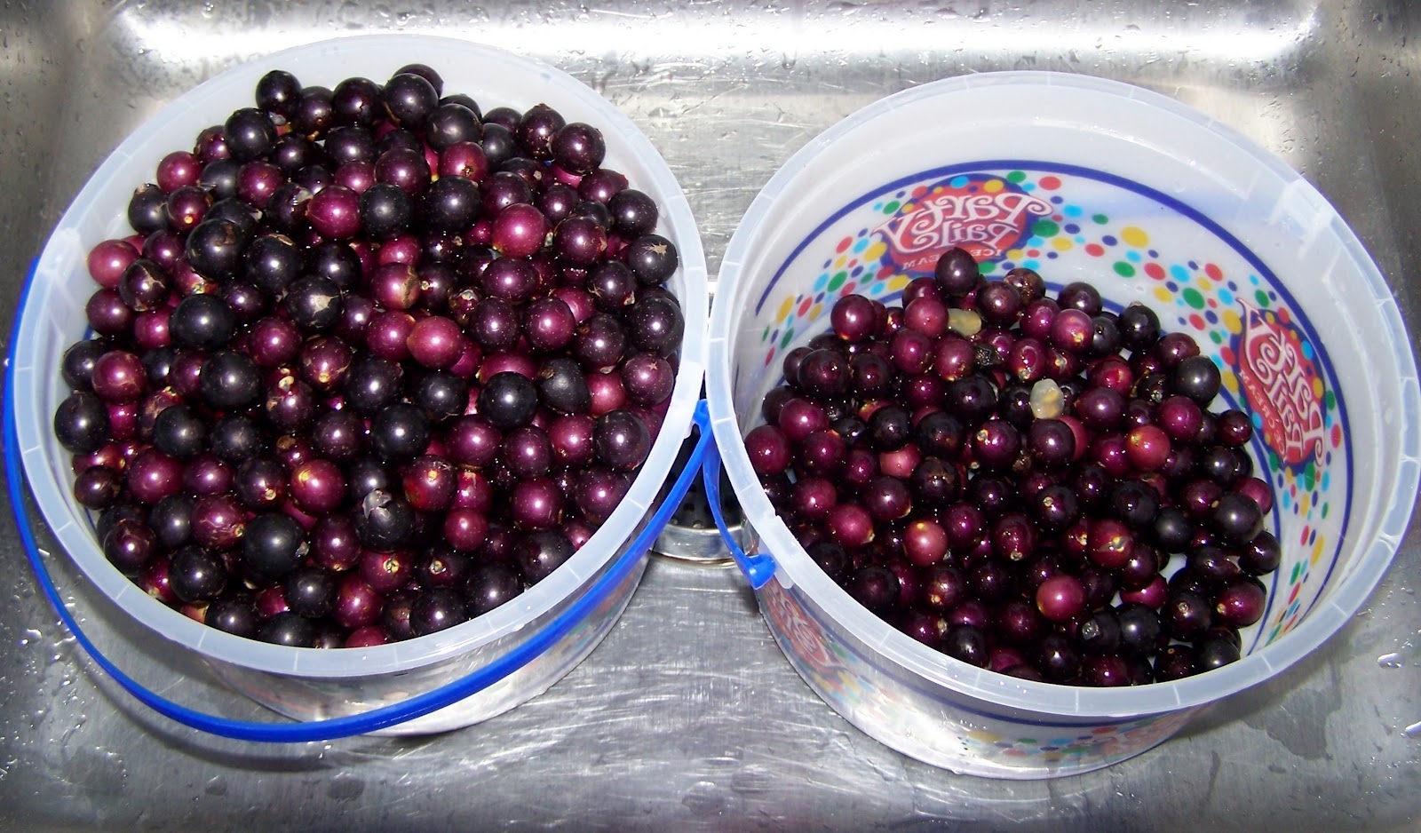 Homemade Muscadine Wine Homemade Muscadine Wine
