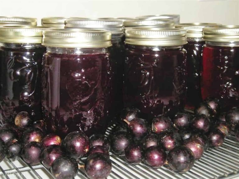 How To Can Muscadine Jelly