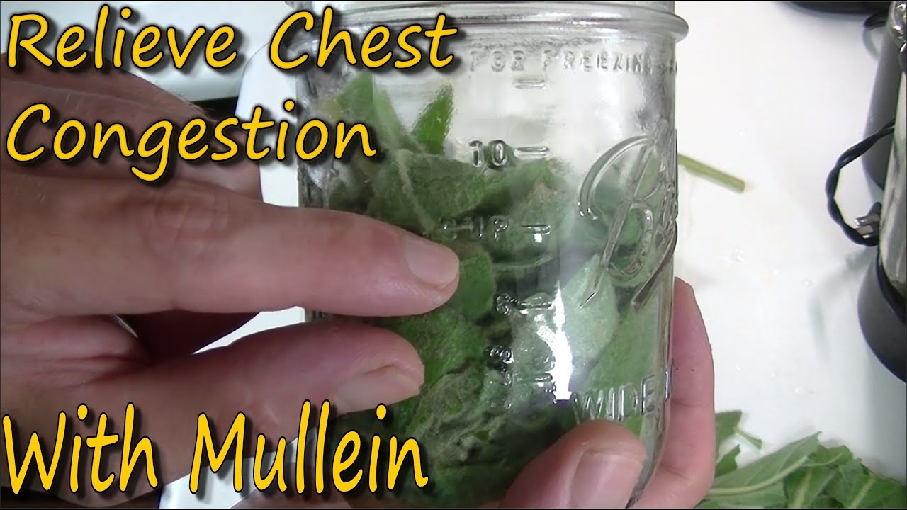 How To Make Mullein Tincture It s Uses YouTube How To Make Mullein Tincture It s Uses YouTube