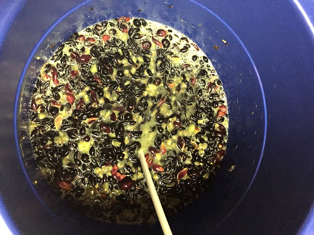 Nobel Muscadine Wine Recipe Lasterday Wines Nobel Muscadine Wine Recipe Lasterday Wines