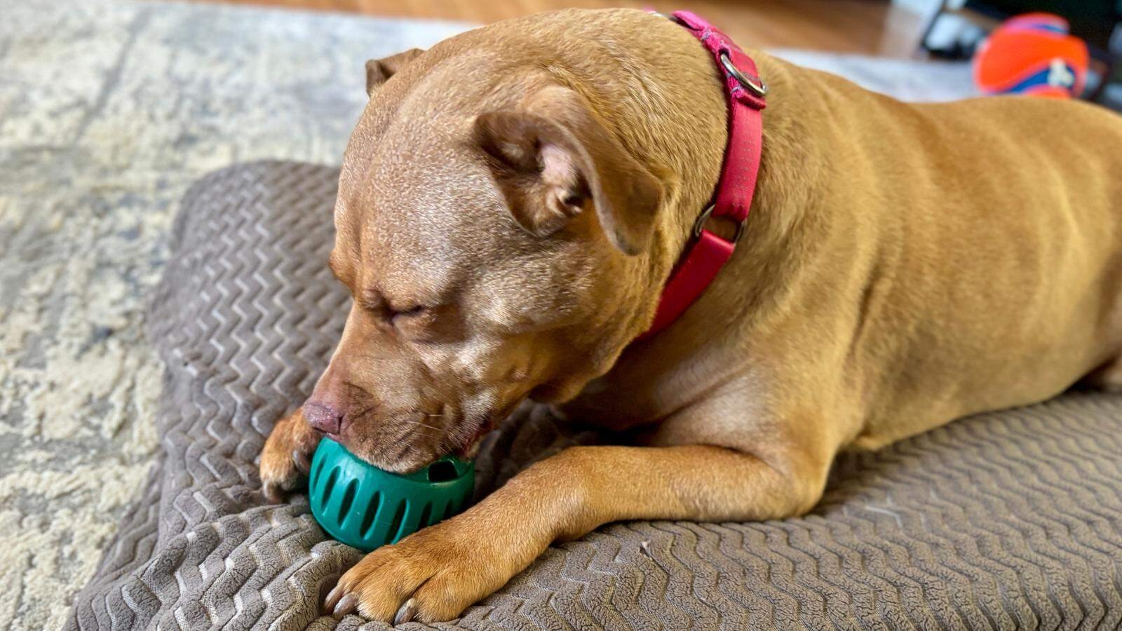 Our Favorite Woof Pupsicle Recipes 9 Cheap And Easy Ideas
