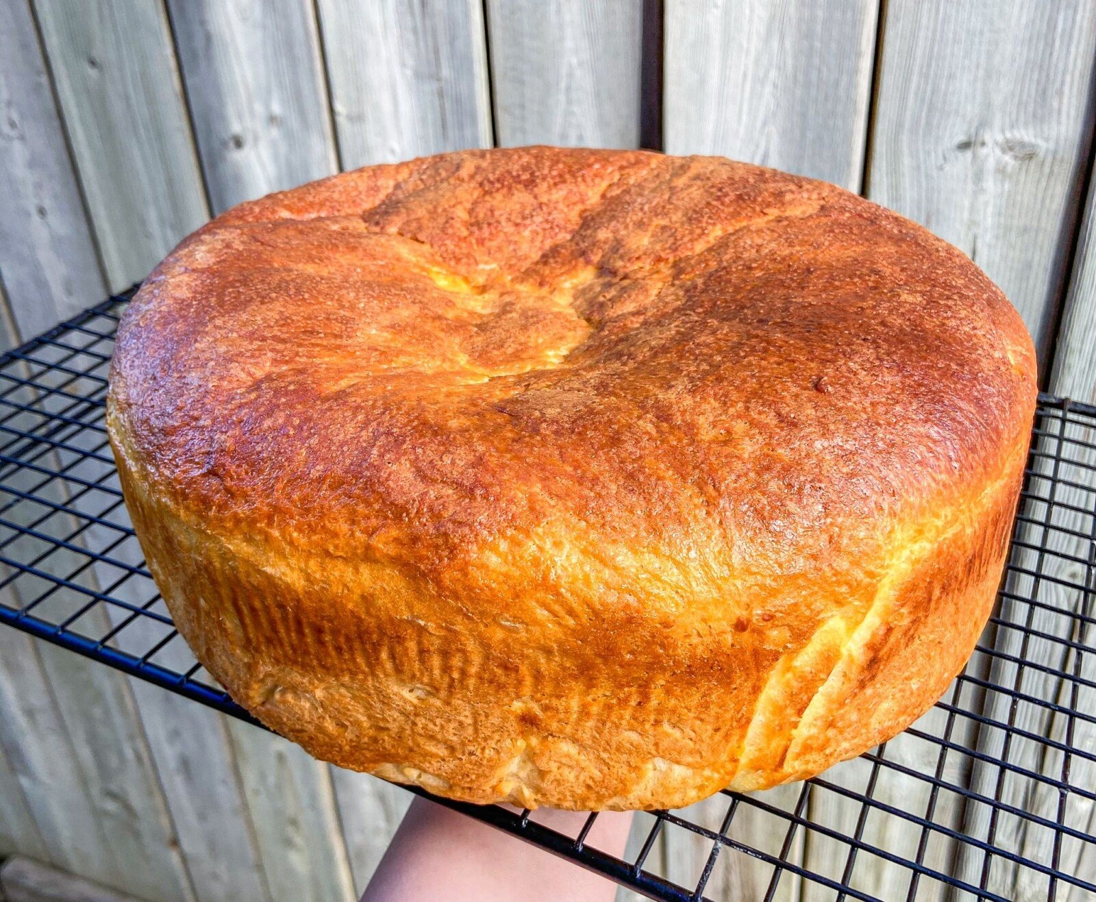 Portuguese Sweet Bread The Modern Nonna